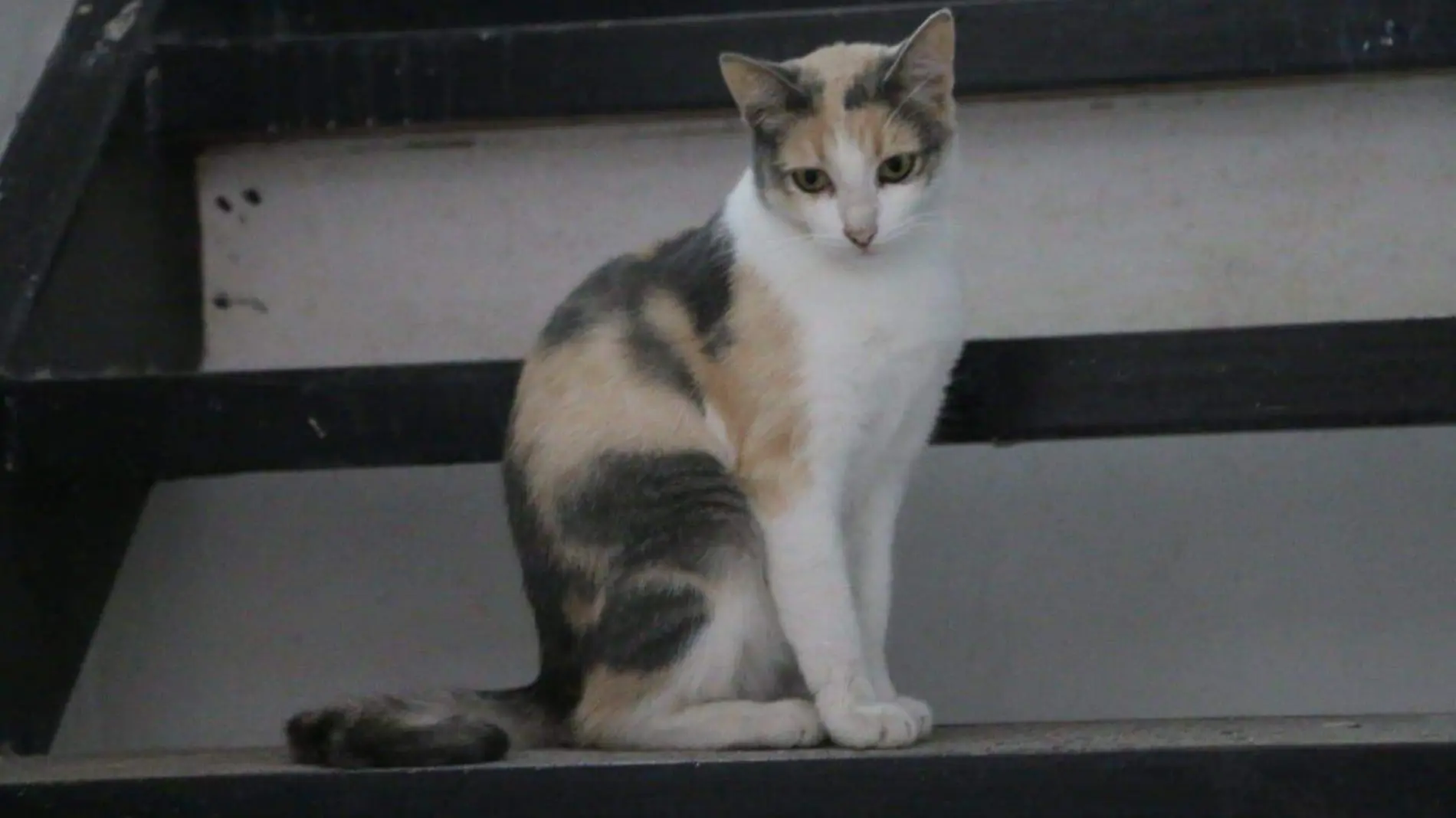 Gatos Xalapa 